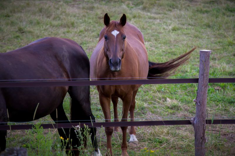 Equine Fence Installation in Pearland, TX
